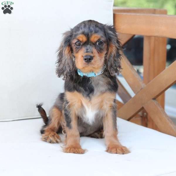 Max, Cavalier King Charles Spaniel Puppy