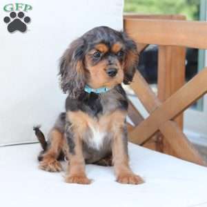 Max, Cavalier King Charles Spaniel Puppy