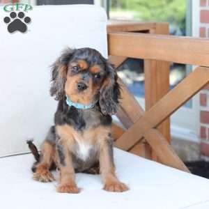 Max, Cavalier King Charles Spaniel Puppy