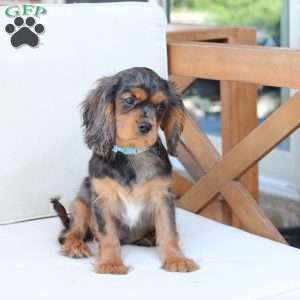 Max, Cavalier King Charles Spaniel Puppy