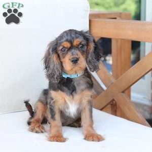 Max, Cavalier King Charles Spaniel Puppy