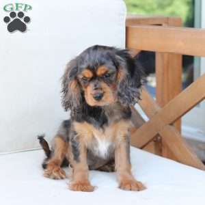 Max, Cavalier King Charles Spaniel Puppy