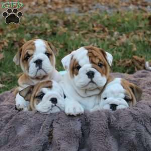 Pumpkin, English Bulldog Puppy