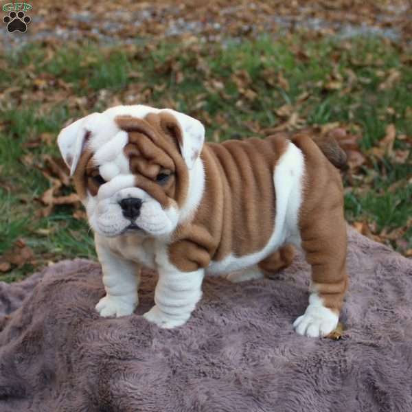 Autumn, English Bulldog Puppy