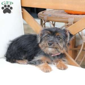 Bella, Yorkie Puppy