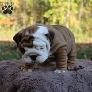 Peanut, English Bulldog Puppy