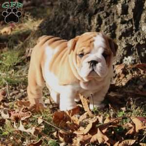 Archie, English Bulldog Puppy