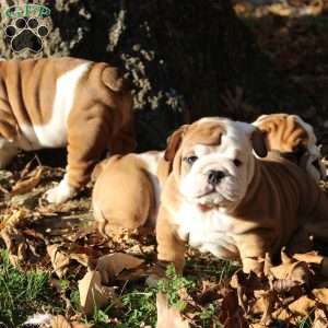 Peanut, English Bulldog Puppy