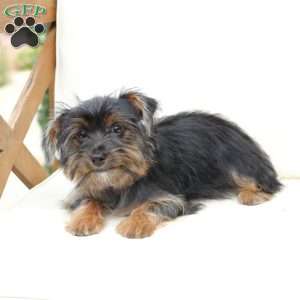 Bella, Yorkie Puppy