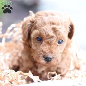 Layla, Toy Poodle Puppy