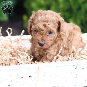 Layla, Toy Poodle Puppy