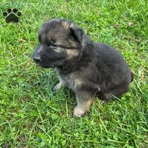 Brian, German Shepherd Puppy