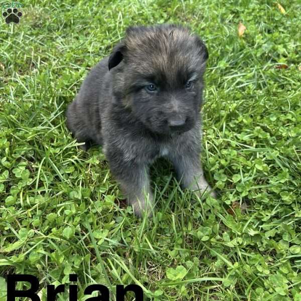 Brian, German Shepherd Puppy