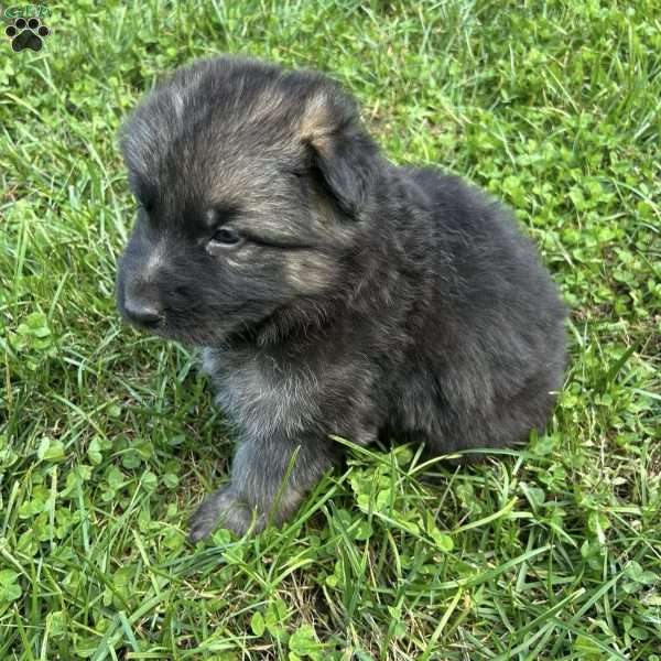 Buddy, German Shepherd Puppy