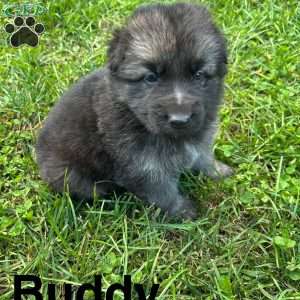 Buddy, German Shepherd Puppy