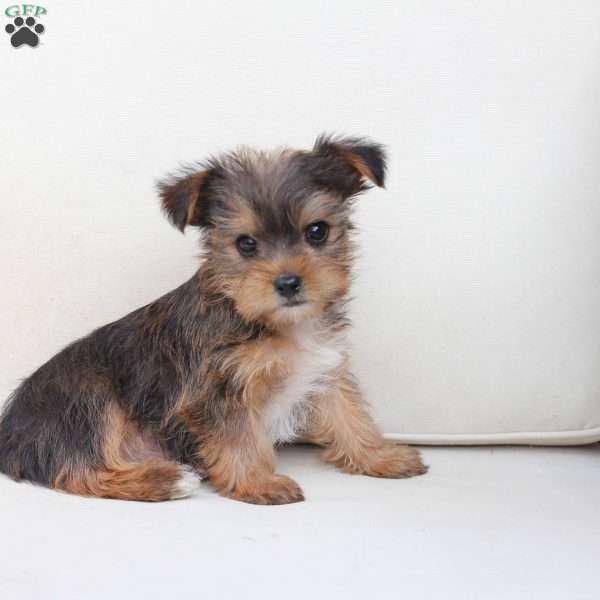 Rocky, Yorkie Puppy