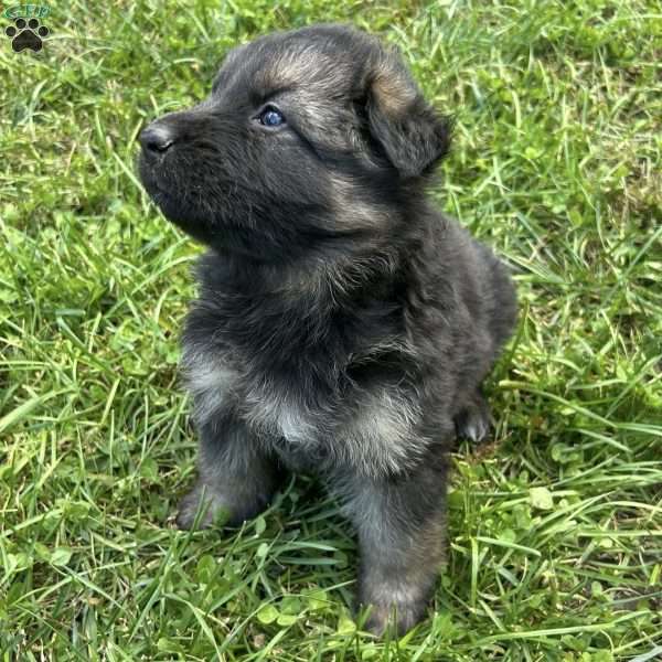 Beverly, German Shepherd Puppy