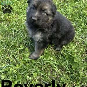 Beverly, German Shepherd Puppy