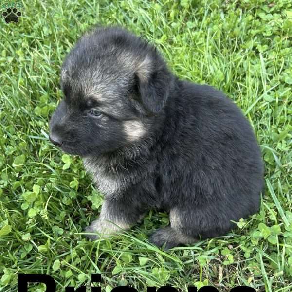 Brianna, German Shepherd Puppy