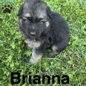 Brianna, German Shepherd Puppy