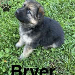 Bryer, German Shepherd Puppy