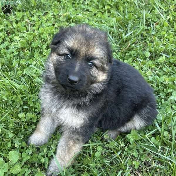 Bryer, German Shepherd Puppy