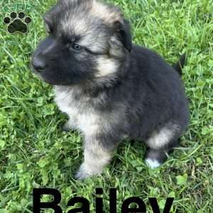 Bailey, German Shepherd Puppy