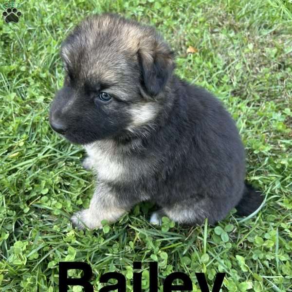 Bailey, German Shepherd Puppy
