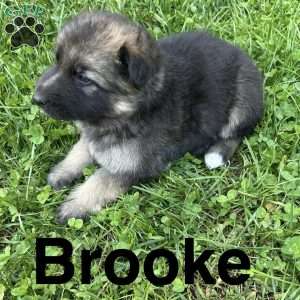 Brooke, German Shepherd Puppy