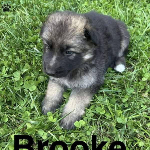 Brooke, German Shepherd Puppy