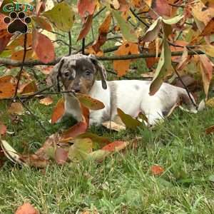 Titus, Dachshund Puppy
