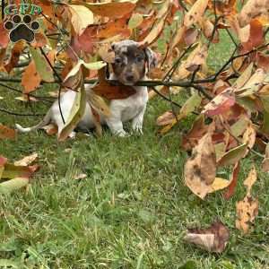 Titus, Dachshund Puppy