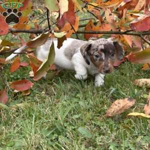 Titus, Dachshund Puppy