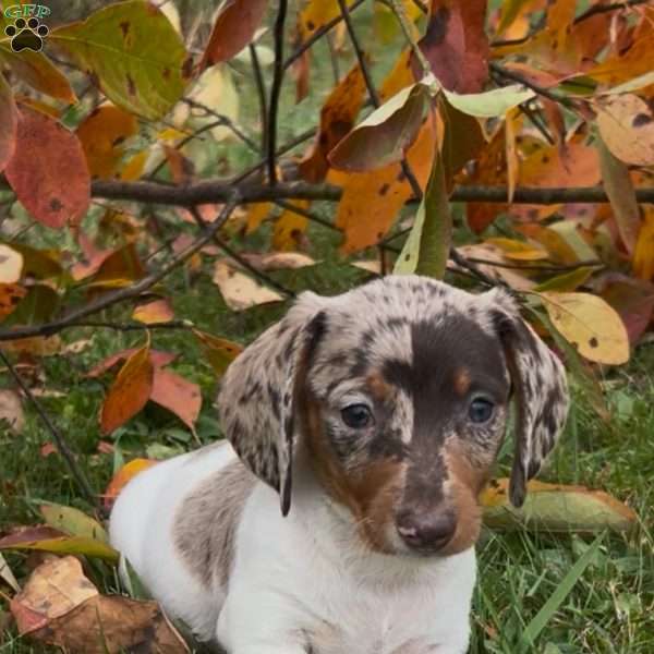 Titus, Dachshund Puppy