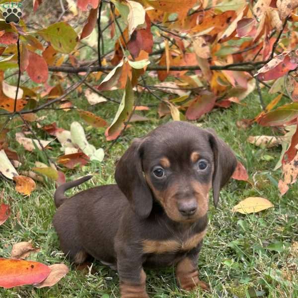 Tess, Dachshund Puppy