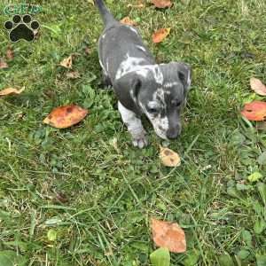 Oreo, Dachshund Puppy