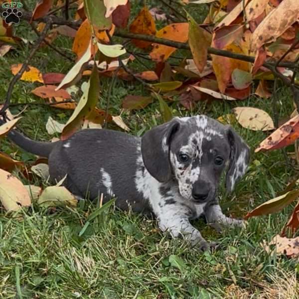 Oreo, Dachshund Puppy