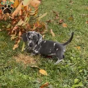 Oreo, Dachshund Puppy