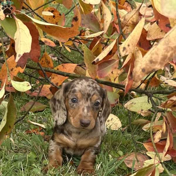 Tanner, Dachshund Puppy