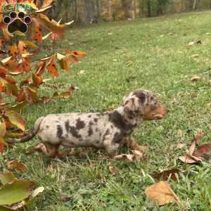 Tanner, Dachshund Puppy