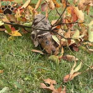 Tanner, Dachshund Puppy
