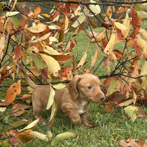 Toby, Dachshund Puppy