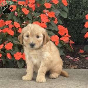 Missy, Mini Goldendoodle Puppy
