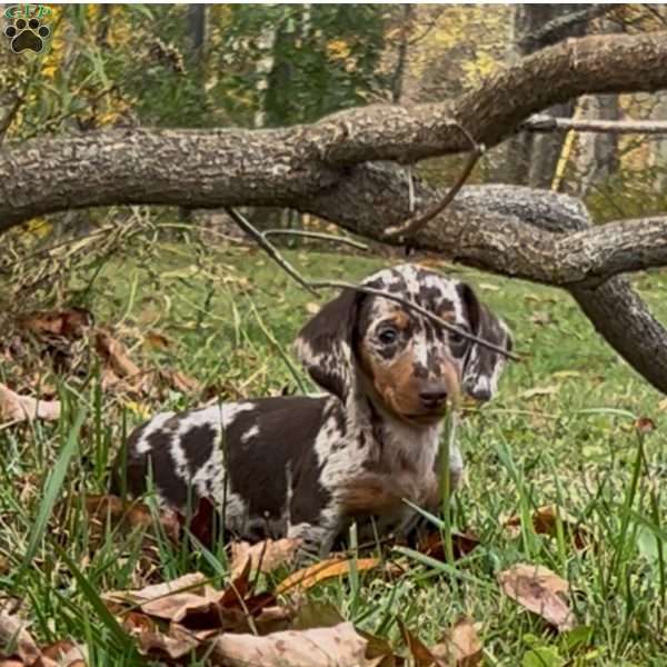 Trevor, Dachshund Puppy