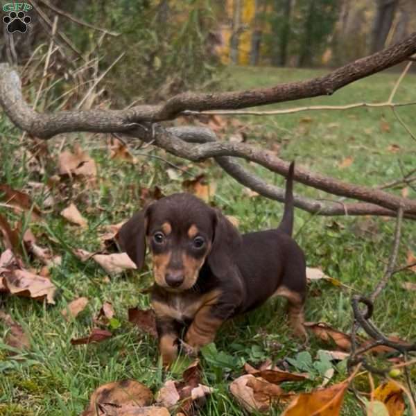 Timmy, Dachshund Puppy