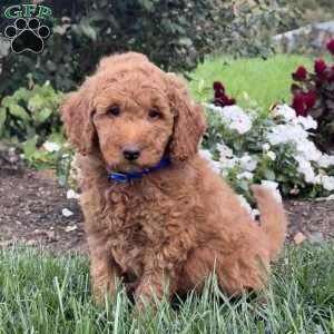 Puddles, Mini Goldendoodle Puppy