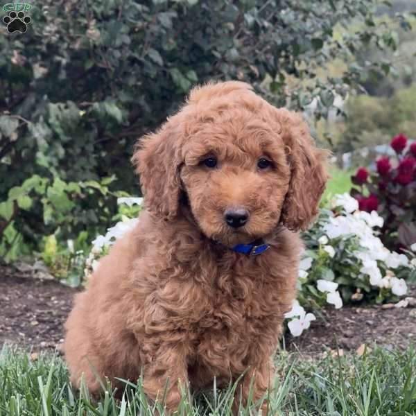 Puddles, Mini Goldendoodle Puppy
