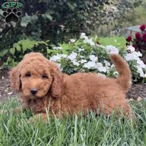 Puddles, Mini Goldendoodle Puppy