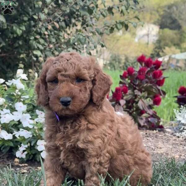 Prince, Mini Goldendoodle Puppy