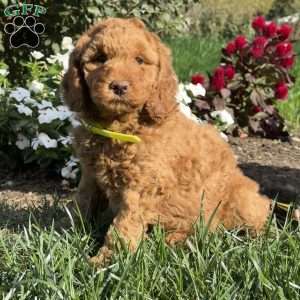 Polly, Mini Goldendoodle Puppy